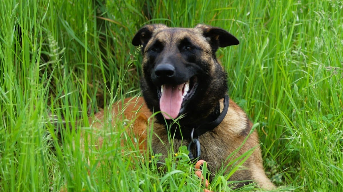 Illustration : "Après 3 abandons, ce Malinois révèle tout son potentiel auprès de la gendarmerie où il profite de sa nouvelle vie"