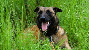 Illustration : "Après 3 abandons, ce Malinois révèle tout son potentiel auprès de la gendarmerie où il profite de sa nouvelle vie"
