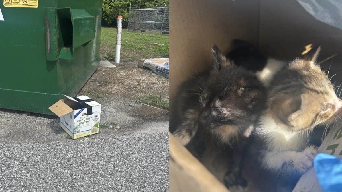 Illustration : "Même carton, même endroit, 2 abandons de chatons en l'espace d'une semaine laissent les bénévoles d'un refuge perplexes"