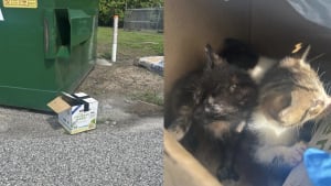Illustration : Même carton, même endroit, 2 abandons de chatons en l'espace d'une semaine laissent les bénévoles d'un refuge perplexes