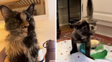 Illustration : "En 6 jours, elles étaient déjà inséparables", handicapée d’une jambe, cette femelle chaton trouve le bonheur auprès de sa nouvelle grande sœur (vidéo)
