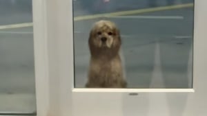 Illustration : Ce chien qui attendait désespérément devant une salle de sport a changé de vie grâce à une femme encore en deuil de son animal (vidéo)
