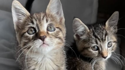 Illustration : Membre d’un refuge, une femme découvre une caisse abandonnée contenant des chatons et leur maman en plein milieu d’un centre commercial 