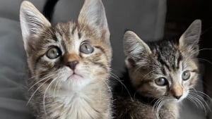 Illustration : Membre d’un refuge, une femme découvre une caisse abandonnée contenant des chatons et leur maman en plein milieu d’un centre commercial