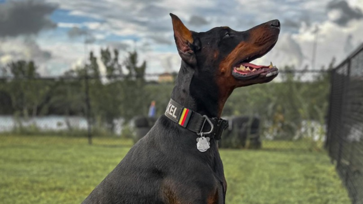 Illustration : "Les propriétaires d’un Dobermann ouvrent leur porte à une petite chienne de la même race et contemplent la magie en train d’opérer (vidéo)"