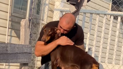 Illustration : Dévasté par la perte de son Dobermann, cet homme reçoit la présence d’un autre chien dans sa famille d’accueil comme un signe et décide de l’adopter