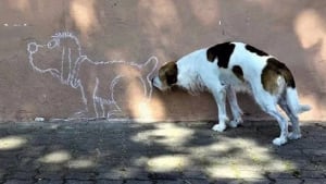 Illustration : 18 photos qui prouvent que les chiens ont un grand sens de l’humour