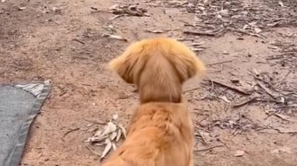 Illustration : "Son cerveau de chiot essaie de comprendre", un Golden Retriever découvre un canard pour la première fois et peine à contenir son excitation (vidéo)