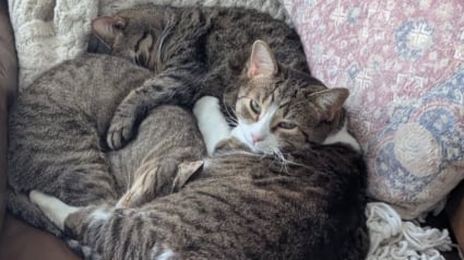 Illustration : Décidé à accueillir un duo de chats, un couple se fait à l’idée d’ouvrir sa porte à un trio de chats « s’étant adoptés » (vidéo)
