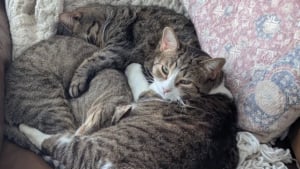 Illustration : "Décidé à accueillir un duo de chats, un couple se fait à l’idée d’ouvrir sa porte à un trio de chats « s’étant adoptés » (vidéo)"