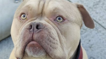 Illustration : "Une solution responsable et apaisée" trouvée pour Pako, le chien livré en taxi au refuge par sa maîtresse partie en voyage