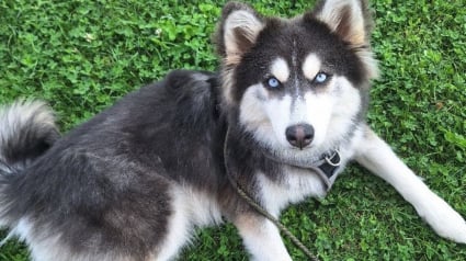 Illustration : "J'ai tout fait pour le retrouver", un chien volé rentre enfin auprès des siens après 15 jours d'angoisse