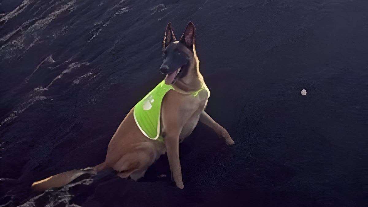 Illustration : "Ces chiens sont formés pour sauver l’iguane des Petites Antilles, emblème local menacé par une espèce invasive"