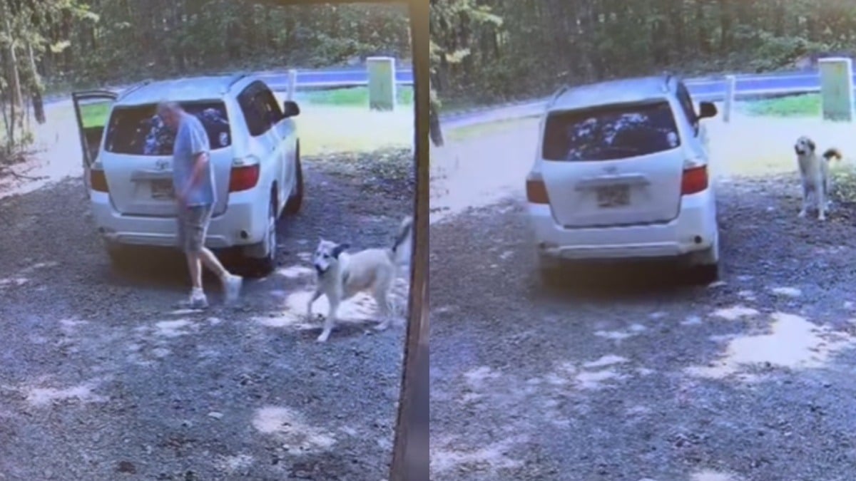 Illustration : "La vidéo déchirante d’un chien joyeux à l’idée de partir en promenade avant de réaliser qu’il vient de se faire abandonner "