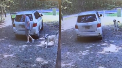 Illustration : La vidéo déchirante d’un chien joyeux à l’idée de partir en promenade avant de réaliser qu’il vient de se faire abandonner 