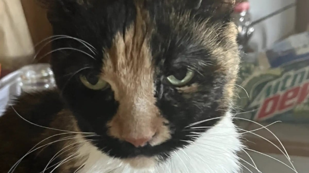 Illustration : "Sa chatte distante depuis toujours l'émeut en venant se blottir contre elle pour la première fois en 15 ans"