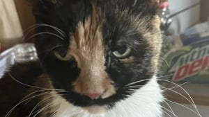 Illustration : "Sa chatte distante depuis toujours l'émeut en venant se blottir contre elle pour la première fois en 15 ans"