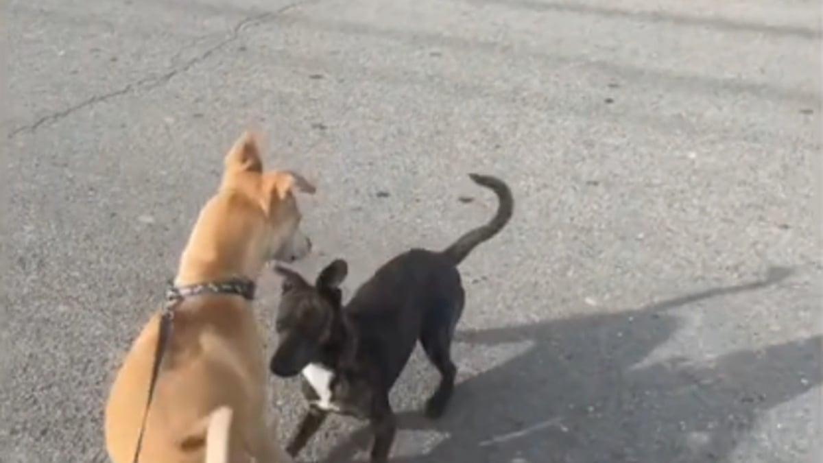 Illustration : "Au cours d’un déplacement professionnel avec son chien, cette jeune femme fait la rencontre d’un chien errant qui s’empare de son coeur (vidéo)"