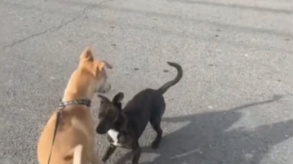 Illustration : Au cours d’un déplacement professionnel avec son chien, cette jeune femme fait la rencontre d’un chien errant qui s’empare de son coeur (vidéo)