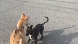 Illustration : "Au cours d’un déplacement professionnel avec son chien, cette jeune femme fait la rencontre d’un chien errant qui s’empare de son coeur (vidéo)"