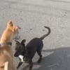 Illustration : Au cours d’un déplacement professionnel avec son chien, cette jeune femme fait la rencontre d’un chien errant qui s’empare de son coeur (vidéo)