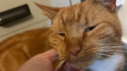 Illustration : Volé en pleine sieste devant son foyer, ce chat roux s’évanouit cinq jours avant que des voisins ne le découvrent épuisé