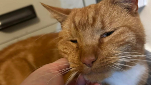 Illustration : Volé en pleine sieste devant son foyer, ce chat roux s’évanouit cinq jours avant que des voisins ne le découvrent épuisé