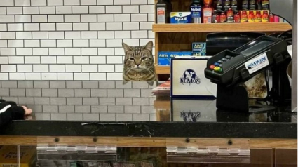 Illustration : 15 photos dr&ocirc;les de chats qui prennent visiblement leur travail tr&egrave;s &agrave; coeur