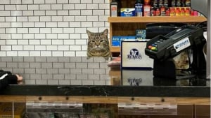 Illustration : 15 photos drôles de chats qui prennent visiblement leur travail très à coeur