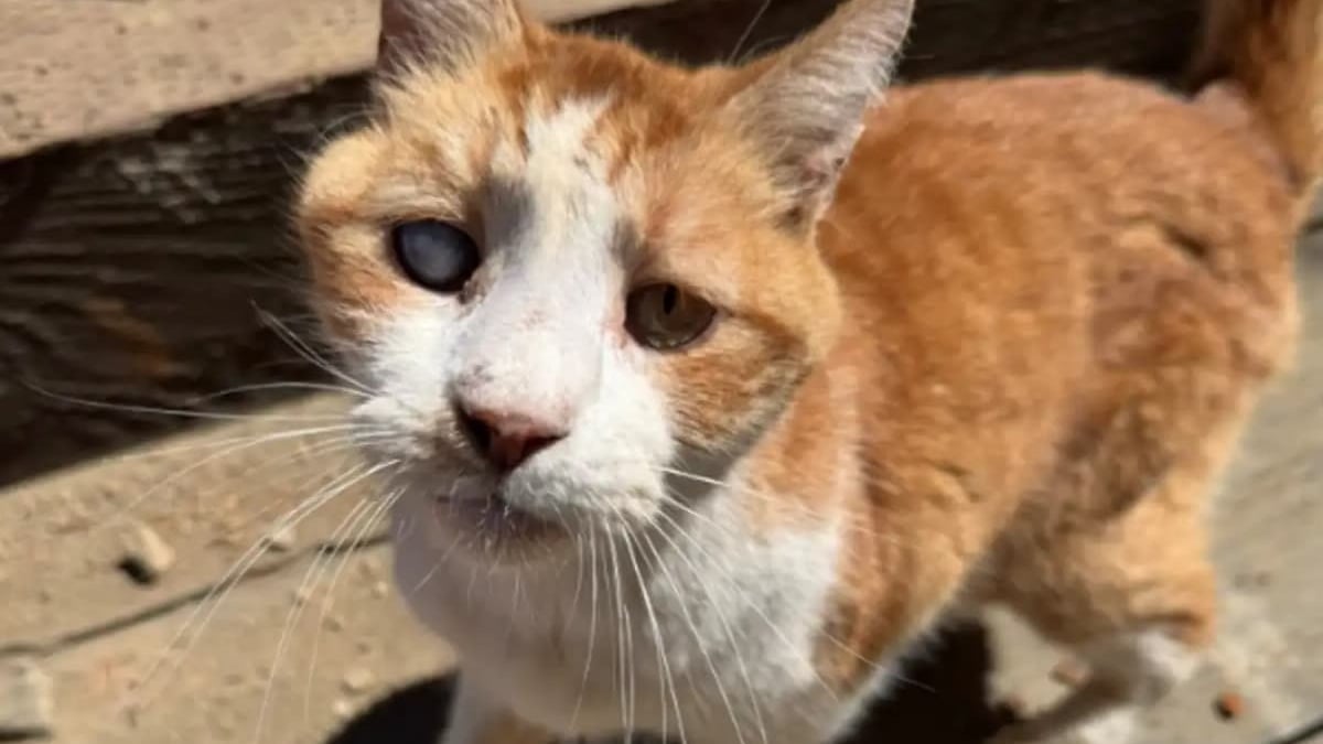 Illustration : "Retrouvé sous un pont par un ouvrier, un chat borgne revoit sa famille dont il était privé depuis 7 ans"