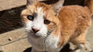 Illustration : "Retrouvé sous un pont par un ouvrier, un chat borgne revoit sa famille dont il était privé depuis 7 ans"