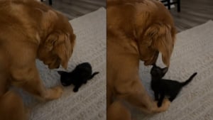 Illustration : "Un trio de Golden Retrievers se prend d'affection pour un chaton découvert et sauvé sur une route fréquentée (vidéo)"