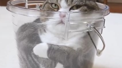Illustration : "Merci pour tous ces sourires",  Maru, célèbre chat du Guinness des records, connu pour rentrer dans n’importe quel contenant, est décédé à 18 ans 