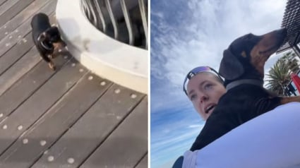 Illustration : Perdu en bord de mer, ce Teckel suit une joggeuse qui l’aide à retrouver son maître après une heure d’angoisse (vidéo)
