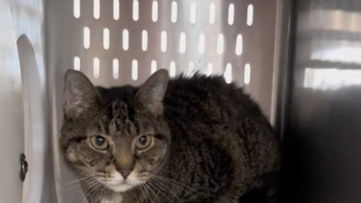 Illustration : "Adoptée puis rapportée une semaine plus tard, cette chatte timide retrouve son box anxiogène avant qu’un nouveau foyer ne lui ouvre ses bras"