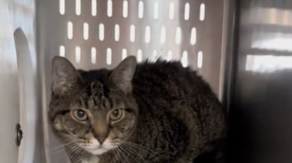 Illustration : Adoptée puis rapportée une semaine plus tard, cette chatte timide retrouve son box anxiogène avant qu’un nouveau foyer ne lui ouvre ses bras