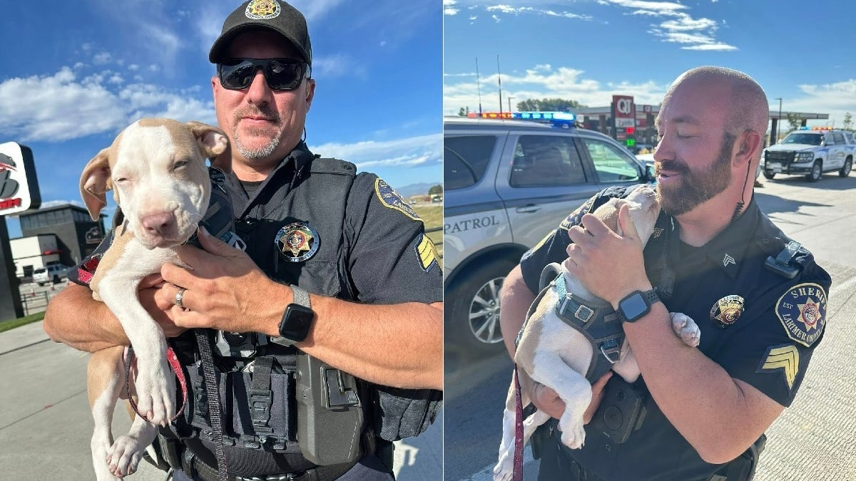 Illustration : "La police arrête un voleur de voiture et découvre un chiot apeuré à bord, sa famille soulagée peut enfin le serrer dans ses bras"