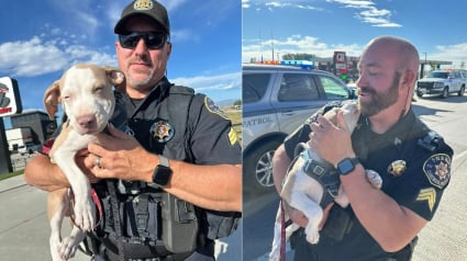 Illustration : La police arrête un voleur de voiture et découvre un chiot apeuré à bord, sa famille soulagée peut enfin le serrer dans ses bras