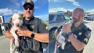 Illustration : La police arrête un voleur de voiture et découvre un chiot apeuré à bord, sa famille soulagée peut enfin le serrer dans ses bras