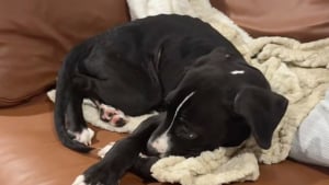 Illustration : Une mère d’accueil s’inquiète de la maigreur de son pensionnaire, et découvre qu'il n'était pas du tout un chien de taille moyenne (vidéo)