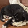 Illustration : Une mère d’accueil s’inquiète de la maigreur de son pensionnaire, et découvre qu'il n'était pas du tout un chien de taille moyenne (vidéo)