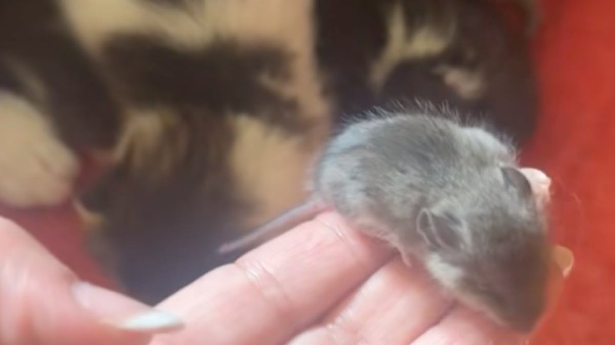 Illustration : "« C’est juste le plus petit de la portée » : une propriétaire découvre stupéfaite le petit animal qui s’est incrusté dans la portée de sa chatte (vidéo)"