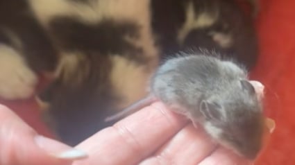 Illustration : « C’est juste le plus petit de la portée » : une propriétaire découvre stupéfaite le petit animal qui s’est incrusté dans la portée de sa chatte (vidéo)