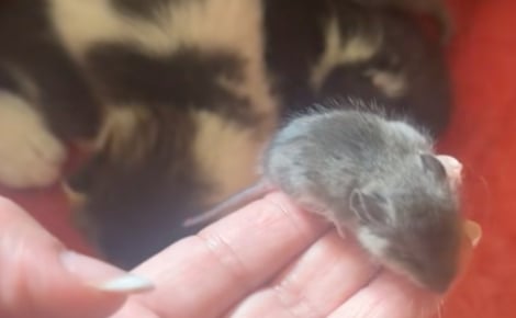 « C’est juste le plus petit de la portée » : une propriétaire découvre stupéfaite le petit animal qui s’est incrusté dans la portée de sa chatte (vidéo)