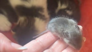 Illustration : "« C’est juste le plus petit de la portée » : une propriétaire découvre stupéfaite le petit animal qui s’est incrusté dans la portée de sa chatte (vidéo)"