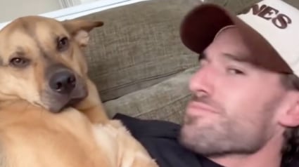 Illustration : "Si je pose ma tête, il pose la sienne", un chiot adopté reproduit tout les faits et gestes de son humain (vidéo)