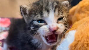 Illustration : "Seul rescapé d'une portée abandonnée près d'une boîte aux lettres, ce chaton se bat pour survivre et connaît enfin le bonheur "