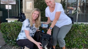 Illustration : Une famille découvre la photo d’un chien ressemblant trait pour trait à son animal décédé et se rend au refuge pour en avoir le cœur net