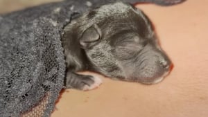 Illustration : N'étant pas parvenue à sauver un chiot nouveau-né découvert dans un état critique, elle fait la promesse de sauver tout le reste de sa portée