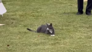 Illustration : "Un chat s’invite à un mariage et adopte un comportement très détendu avant l’entrée de la mariée (vidéo) "